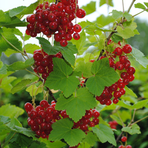 Red Lake Currant