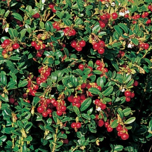 Red Pearl Lingonberry