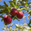 Red Rome Apple Tree