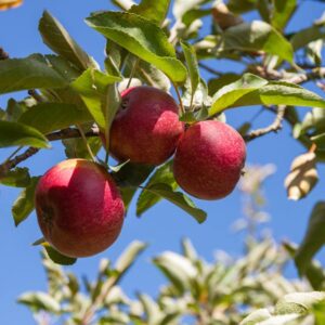 Red Rome Apple Tree