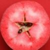 Redfield Red Flesh Apple Tree