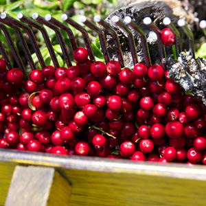 Regal Lingonberry