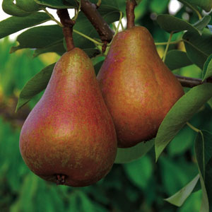 Rescue Pear