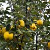 Rich's Fruiting Quince