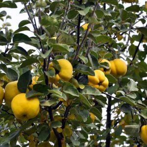 Rich's Fruiting Quince