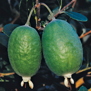 Robert Pineapple Guava