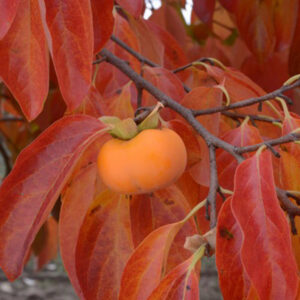 Robin™ Asian Persimmon