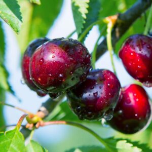 Romeo Bush Cherry