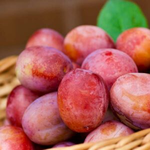 Rosy Gage Plum