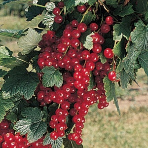 Rovada Red Currant