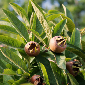 Royal Medlar