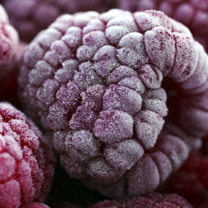 Royalty Purple Raspberry