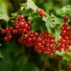 Rubina Red Currant