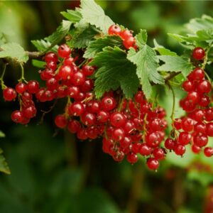 Rubina Red Currant