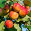 Rubinette Apple Tree