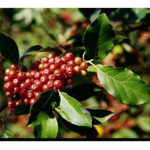 Ruby™ Autumn Olive