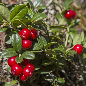 Ruby Lingonberry