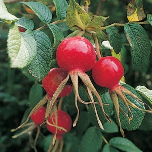 Rugosa Fruiting Rose