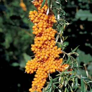 Russian Orange™ Sea Berry
