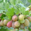 Sabine Pink Gooseberry