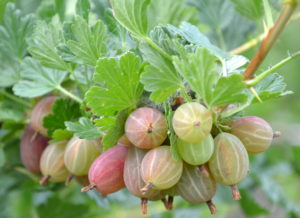 Sabine Pink Gooseberry