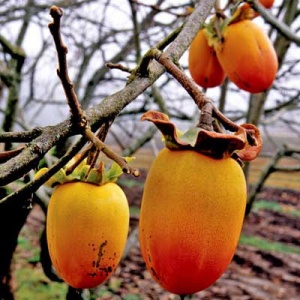 Saijo Asian Persimmon