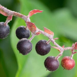 Salal Evergreen Shrub