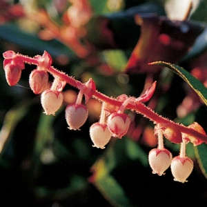 Salal Evergreen Shrub