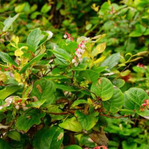 Salal Evergreen Shrub