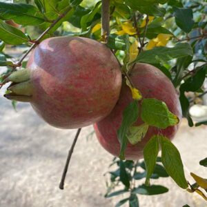 Salavatski Pomegranate