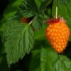 Salmonberry