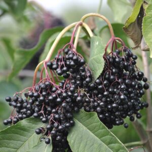 Sampo European Elderberry