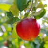 Sansa Apple Tree