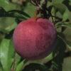 Satsuma Japanese Plum