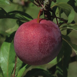 Satsuma Japanese Plum