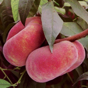 Saturn Peento Peach