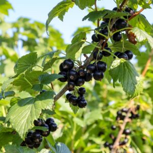Savanna Zing Black Currant