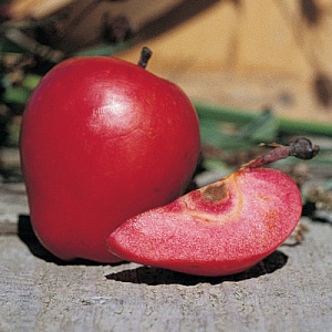 Scarlet Surprise™ Red Flesh Apple
