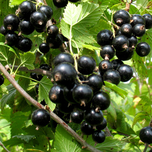 Seabrooks Black Currant