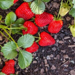 Seascape Strawberry
