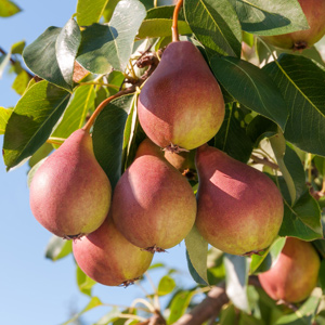 Seckel Pear