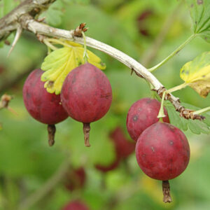 Selby Gooseberry