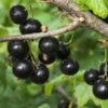 Selechenskaya Black Currant