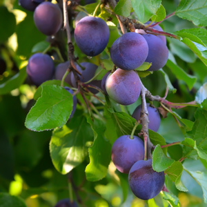 Seneca Plum