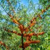 Siberian Splendor™ Sea Berry