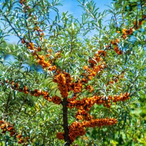 Siberian Splendor™ Sea Berry