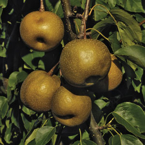 Seuri Asian Pear