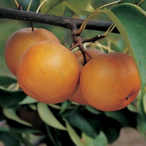 Shinseiki Asian Pear