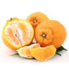 Shiranui Mandarin