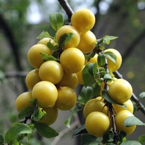 Shiro Japanese Plum
